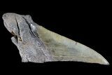 Partial Fossil Megalodon Tooth #88635-1